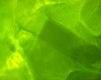 green - wallpaper preview