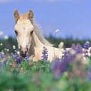 white horse - wallpaper preview