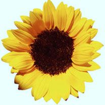 Helianthus - wallpaper preview