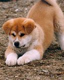 dog - wallpaper preview