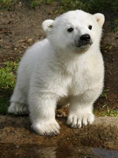 Knut