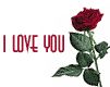 I love you