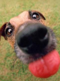 Dog - wallpaper preview