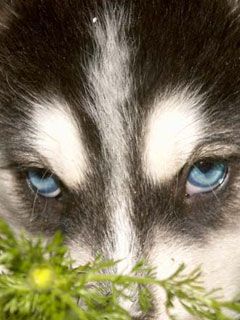 husky - wallpaper preview