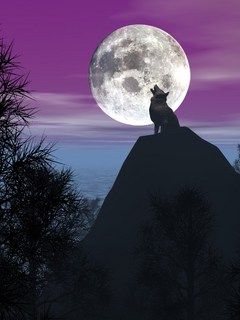 Wolf - wallpaper preview