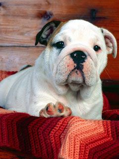  Bulldog Puppy - wallpaper preview