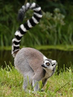Madagaskar-lemur - wallpaper preview
