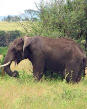 elephant serenget camp - wallpaper preview