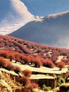 Tibet