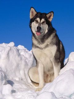 Alaskan Malamute - wallpaper preview