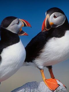 Pair of Puffins - wallpaper preview