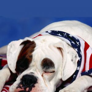 American Bandit Boxer Mix