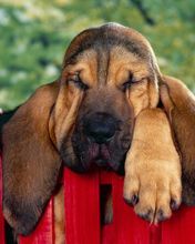 Winks Bloodhound Puppy - wallpaper preview
