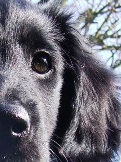 flat-coated-retriever-puppy todd - wallpaper preview