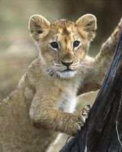 Lion Cub Masai Mara National Reserve Kenya - wallpaper preview