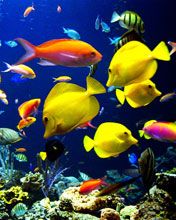 fish