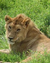lions-serengeti - wallpaper preview