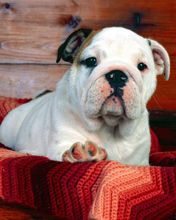 A Comfy Drawer Bulldog Puppy