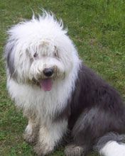 bobtail