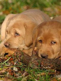 Labrador