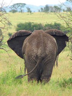 elephant serengeti  - wallpaper preview