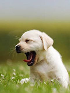 Labrador Retriever