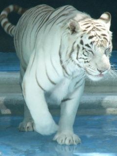 tiger