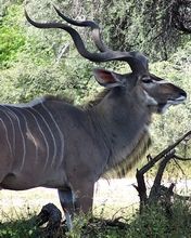 Bongo