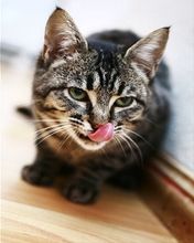 Cat  - wallpaper preview