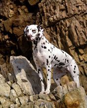 dalmatian - wallpaper preview