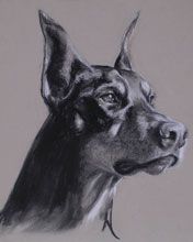 Doberman