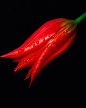 Two Red Tulips