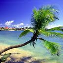 Tobago Corbis - wallpaper preview