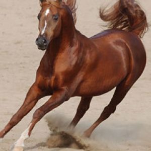 horse