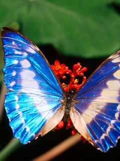 butterfly - wallpaper preview
