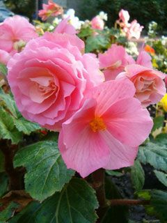 Begonia Tuberhybrida 