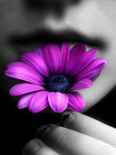Flores