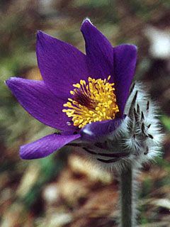 Prosiecka dolina