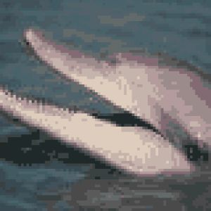 delphin