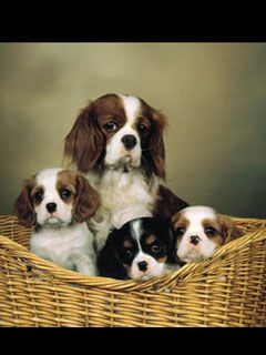 cavalier king - wallpaper preview