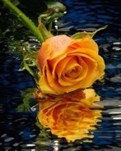Lovely rose