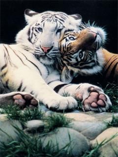 Tigers - wallpaper preview