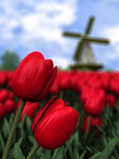 Nederland - wallpaper preview