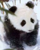 Baby Panda