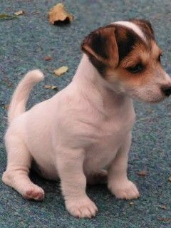 Jack Russell TeriĂ?r - wallpaper preview
