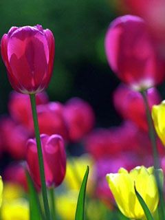Tulip