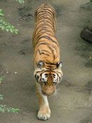 Tiger - Beijing Zoo - wallpaper preview