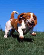 High on Life Basset Hound - wallpaper preview