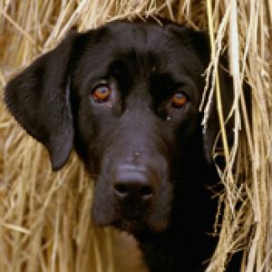 Hiding in the Hay