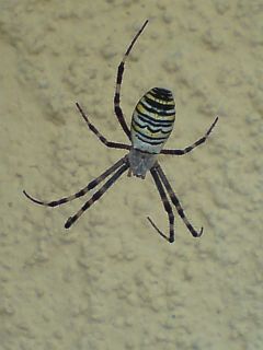 Spider